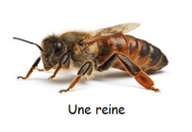 Photo d'une reine (source: apiconso)