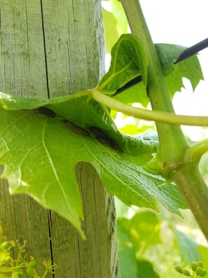 Ohrwümer fressen die Eier und jungen Rauben des Traubenwicklers