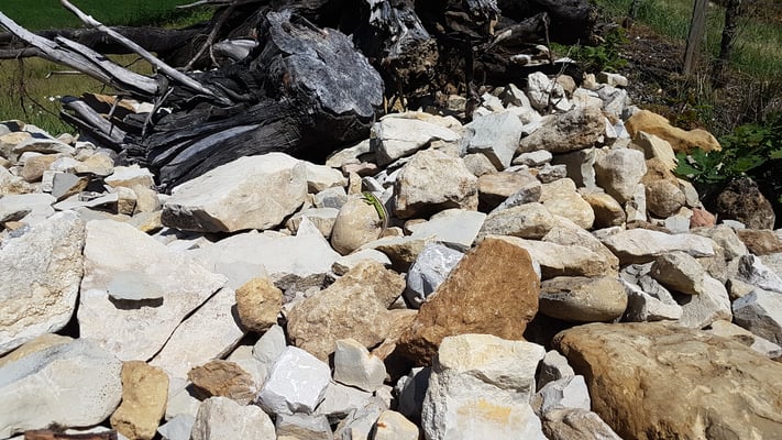 Steinhaufen fördern Eidechsen