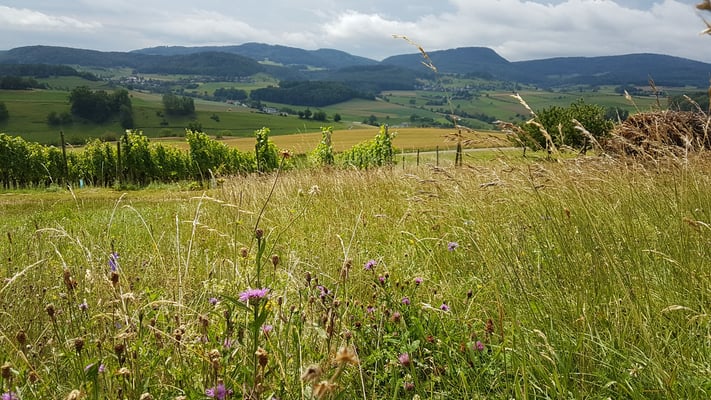Ökofläche im Rebberg