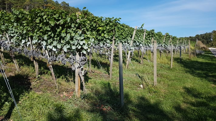 mit Kaolin behandelte Trauben zum Schutze vor der KEF (Kirschessigfliege)