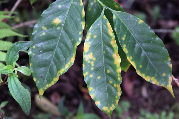 Roya, Kaffeerost (Pilzkrankheit) befallene Blätter