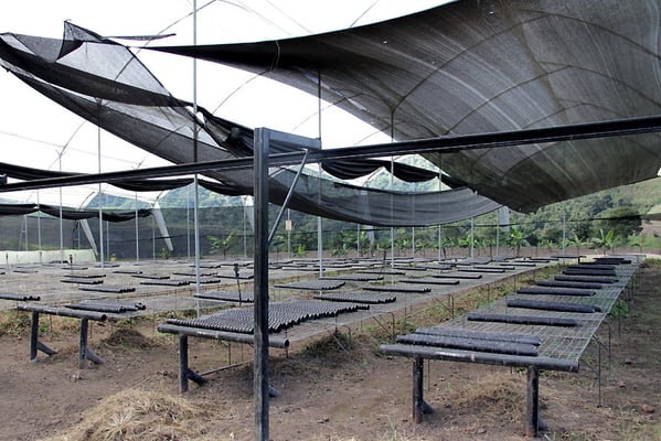 Vivero (Pflanzenzuchtanlage) der AACRI