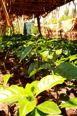 "Nursery" - Aufzucht neuer Kaffeepflanzen