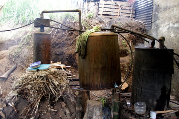 Zuckerrohrschnaps direkt aus der Destille eines AACRI-Farmers