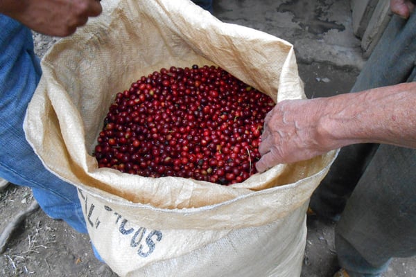 Kein Photoshop - die Kirschen sahen wirklich so aus