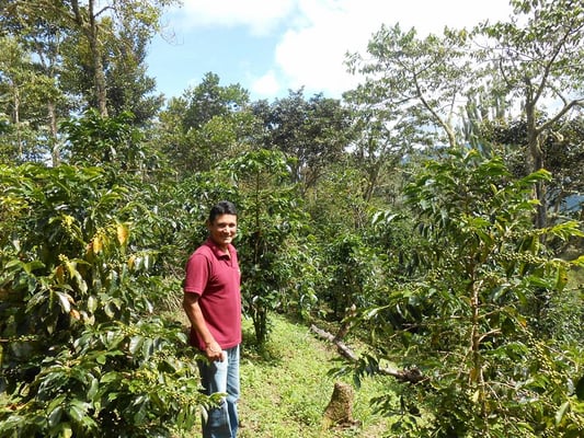 Marcelo in mitten seiner Kaffeepflanzen