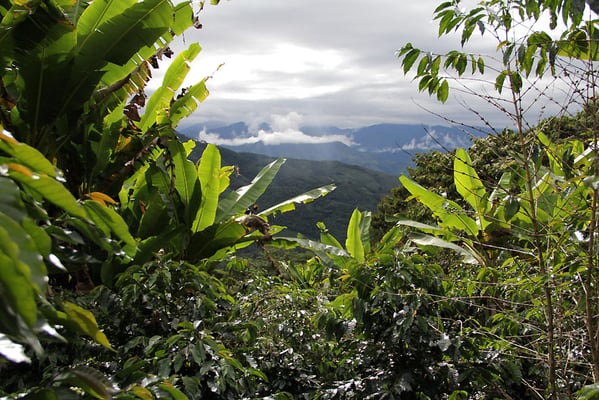 Landschaft bei Zumba im Kaffeefeld