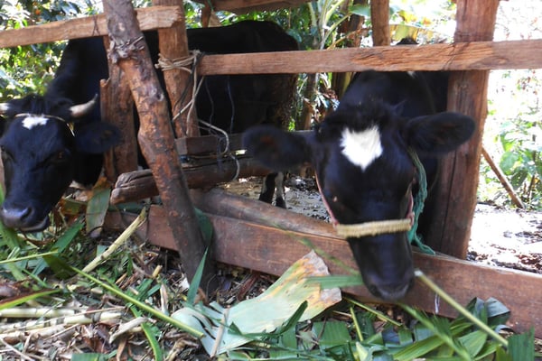 Ovidios Kühe beim Fressen