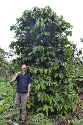 5 jähriger Robustastrauch....