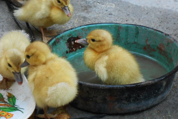 Baby Ente - alle Vegetarier nicht weiterlesen....die sind natürlich zum Essen / verkaufen