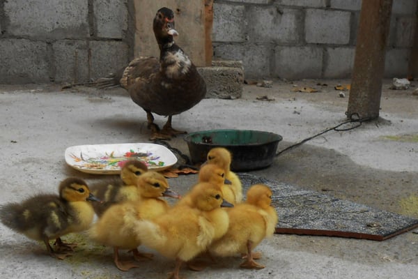 Aktuell wohnt Mama Ente mit Nachwuchs im Rohbau (zusätzliches Zimmer) von Luis