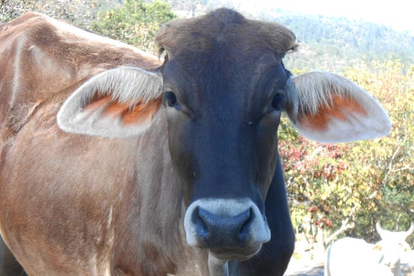 Wach-Rind vor einem Tor 