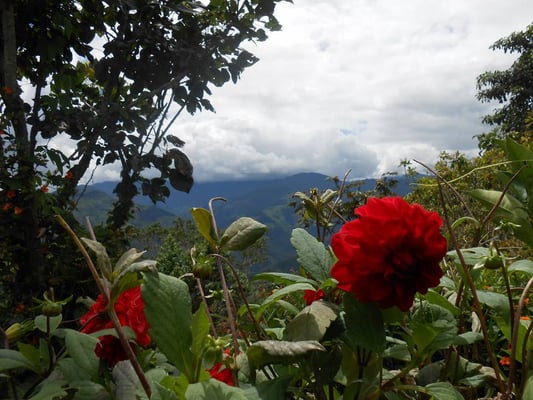 Garten von Marcelo Delagado