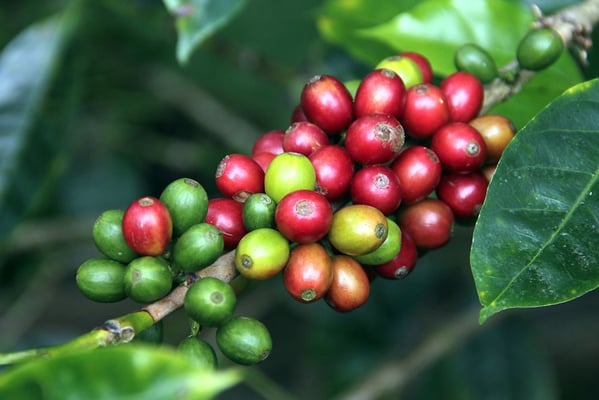 Kaffeekirschen verschiedener Farben am Ast