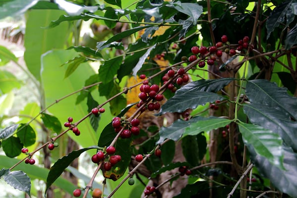 Typica auf der Farm von Hector Caranqui