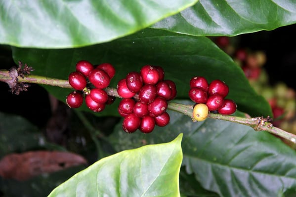Robusta (Jatari)