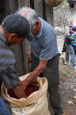 Agapito und sein Schwiegersohn Marcos Juarez beim Check der gesammelten Kirschen