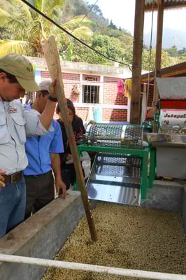 Jose testet den Status der Fermentation - Loch mit Stab, fällt es nicht zusammen Fermentation beendet