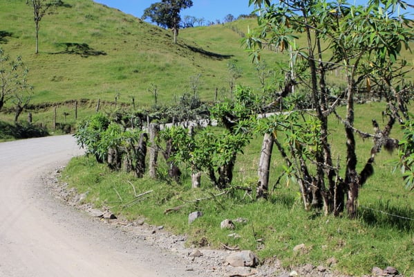 stecke irgendwas in die Erde und es wächst weiter (Zaunpfähle wie überall im Land)
