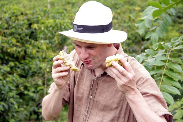 Wasservogel ohne Tischmanieren übt das Essen von Chirimoyas
