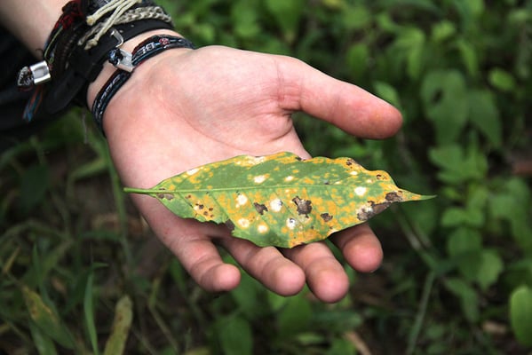 Kaffeerost macht Kaffeeblätter igitt