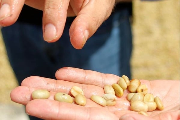 Saftiger frischer Pergamino mit Restschleim