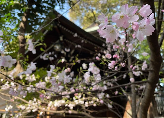 桜②