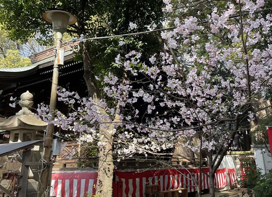 桜①