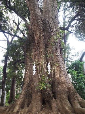 御神木(ごしんぼく)