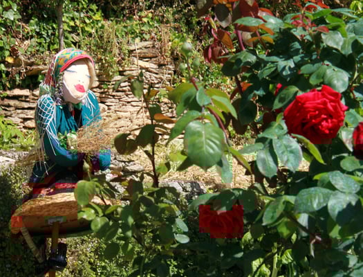 Madame Irma et les rosiers