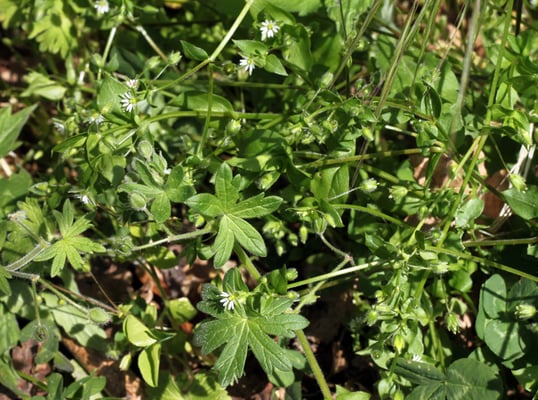 Le mouron des oiseaux