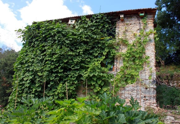 Le Mazet et les chouchous