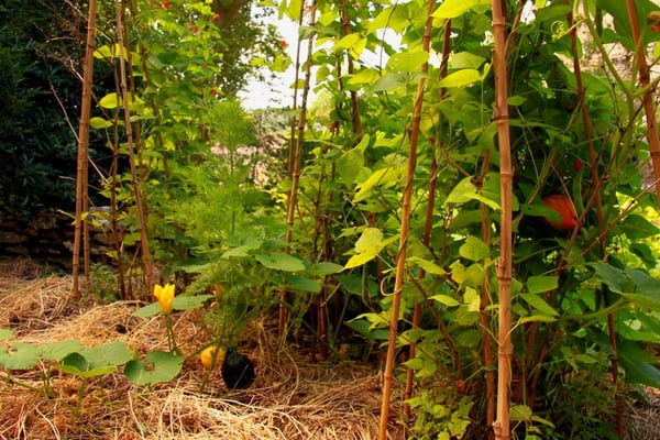 Les haricots grimpants