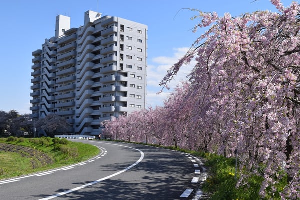 堤防沿いの桜