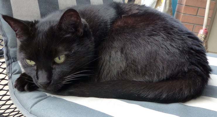 Findus ist das alles wurst. Er hat gerne immer seine Ruhe, ohne Schwangerschaft schon...