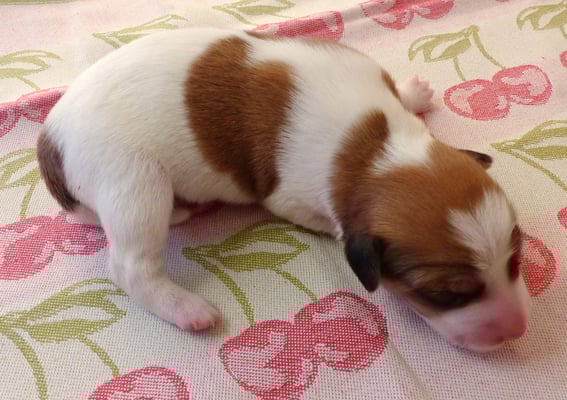 Welpe Nr. 1, Hündin