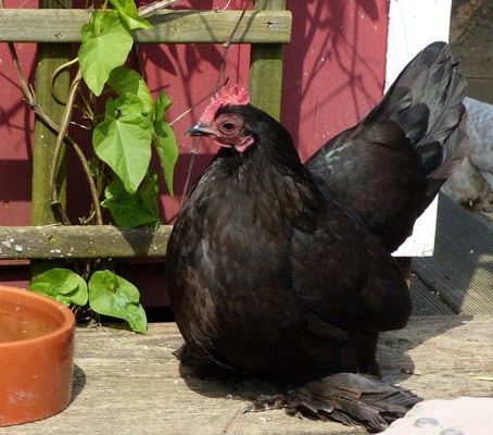 Mini geniesst das schöne Pfingstwetter