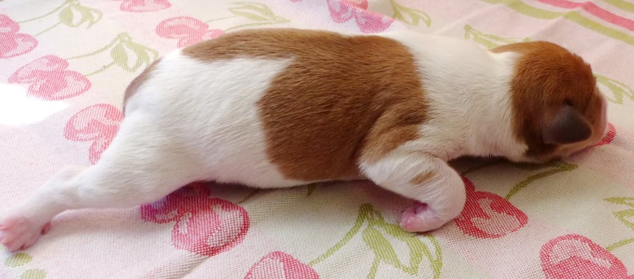 Welpe Nr. 2, Hündin