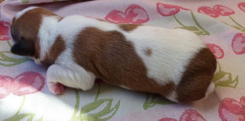 Welpe Nr. 1, Hündin