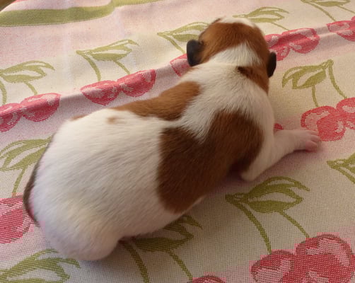 Welpe Nr. 1, Hündin