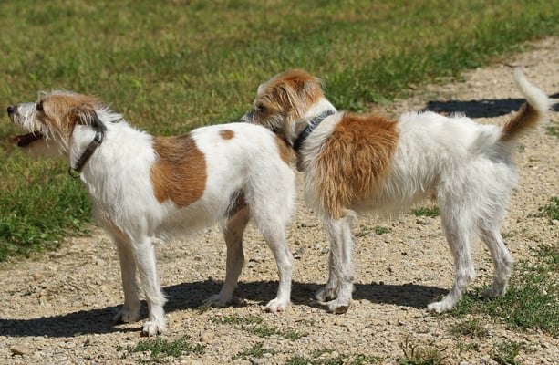 zwei Halbbrüder, Kimi und Mex vom Herrenwis