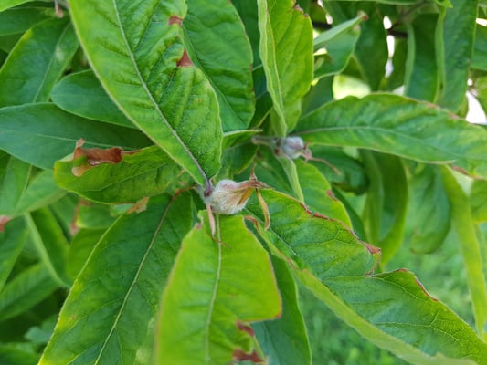Die Mispeln haben dem Frost getrotzt... hier kann man heuer ernten...