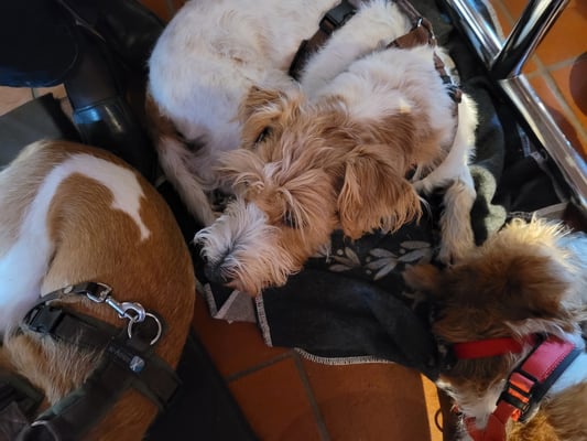 kein Dichtestress, wohliges Schlafen unterm Tisch