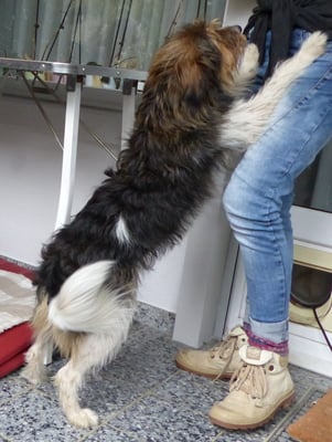 und Amy-Lou fordert bei Frauchen jetzt auch ein - kümmere Dich jetzt mal um mich - genug gearbeitet