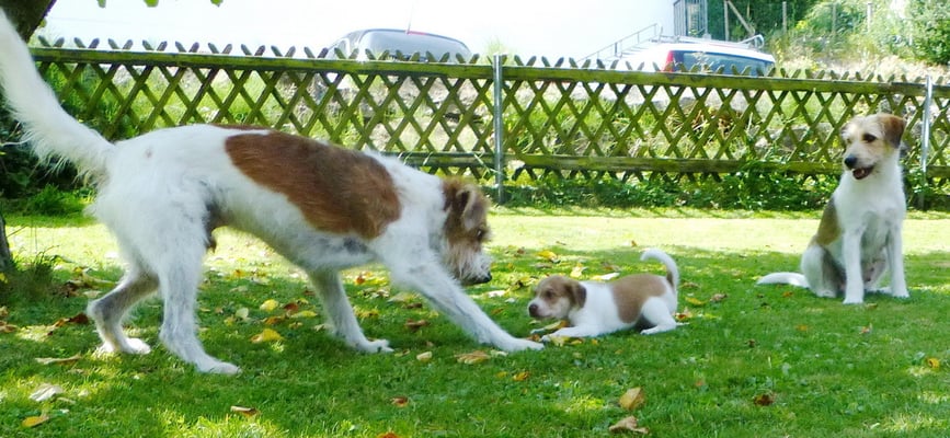 oh Gott, was will sie?