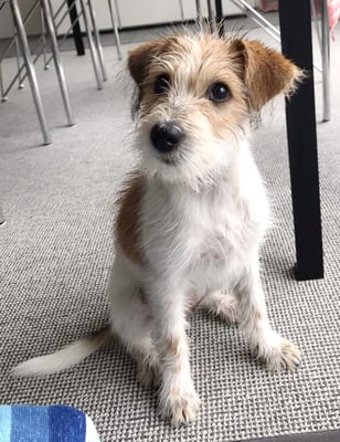 Aki von der Bijouterie Chlinau