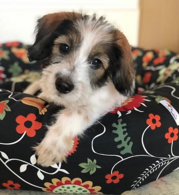 Arwen von der Bijouterie Chlinau