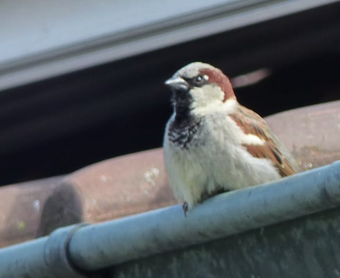 Die Spatzen tun uns grad leid, aus einigen Nistkästen werden sie sehr unsanft von den Mauerseglern vertrieben...