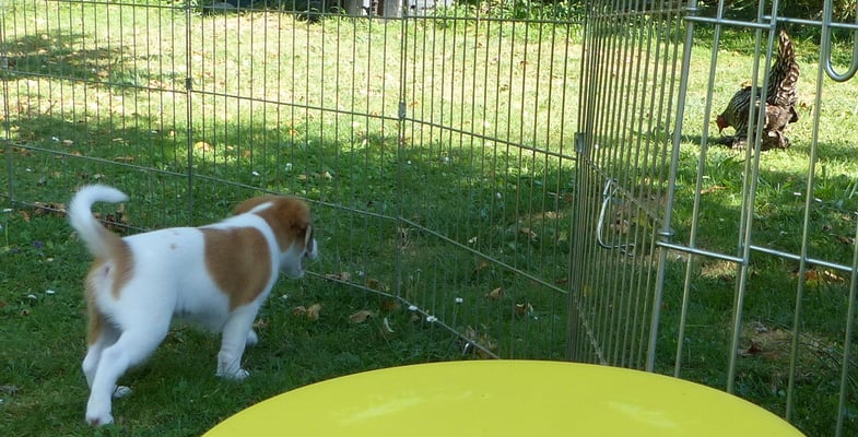 was ist das für ein komisches Geschöpf...